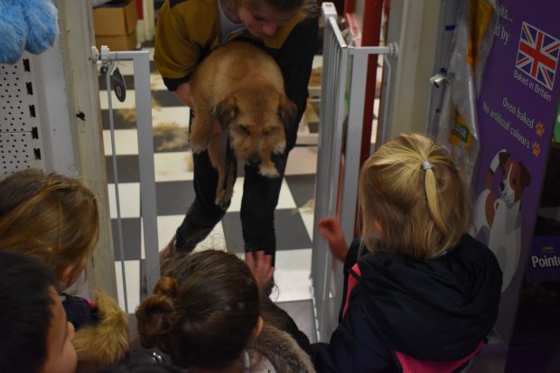 Peregrines pet shop